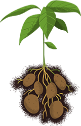 potato-plant