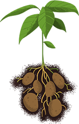 potato-plant