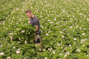 Keogh's | Irish Potatoes | Potato