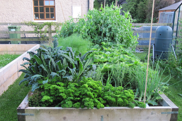 herb garden at keoghs farm