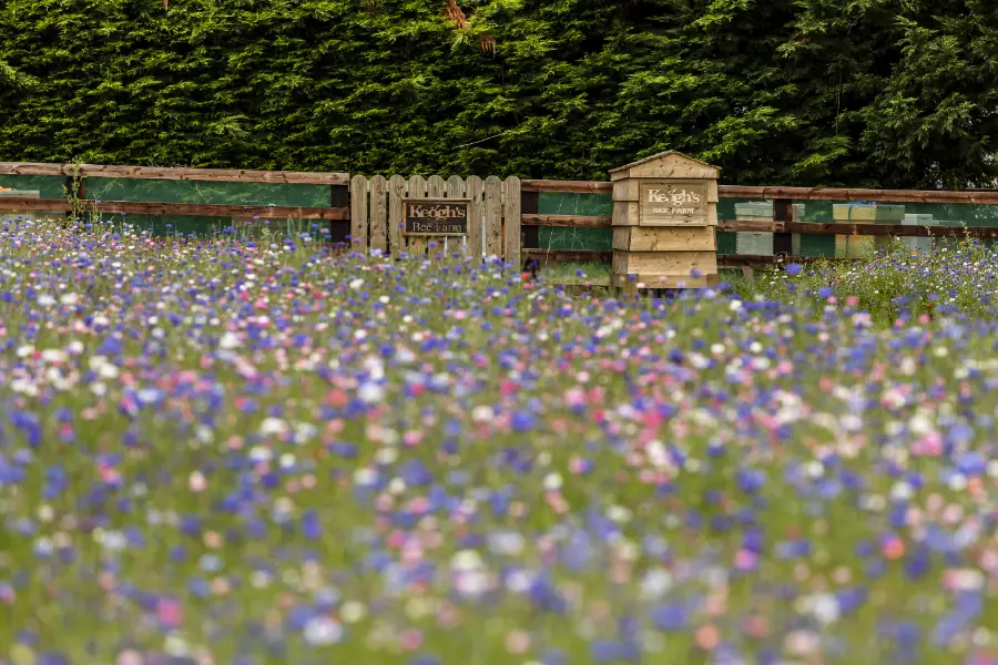 flowers in field with bee hive