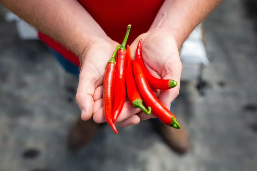 hands holding chilli
