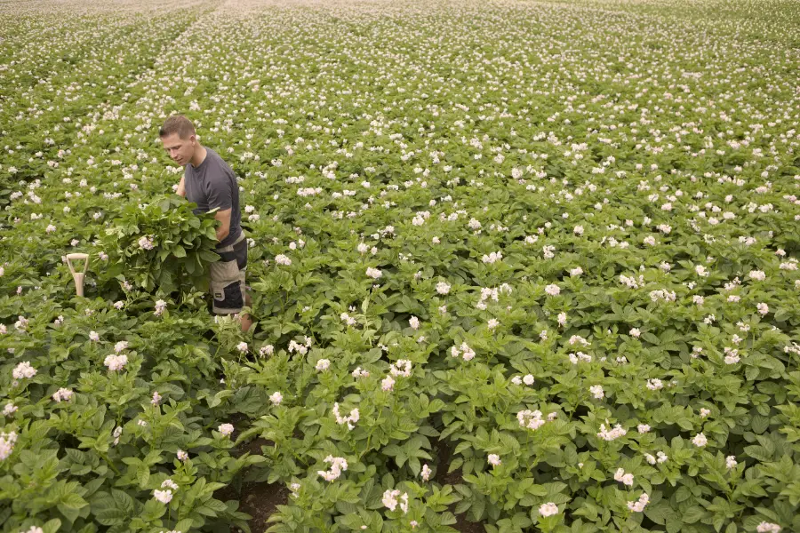 man harvesting in field