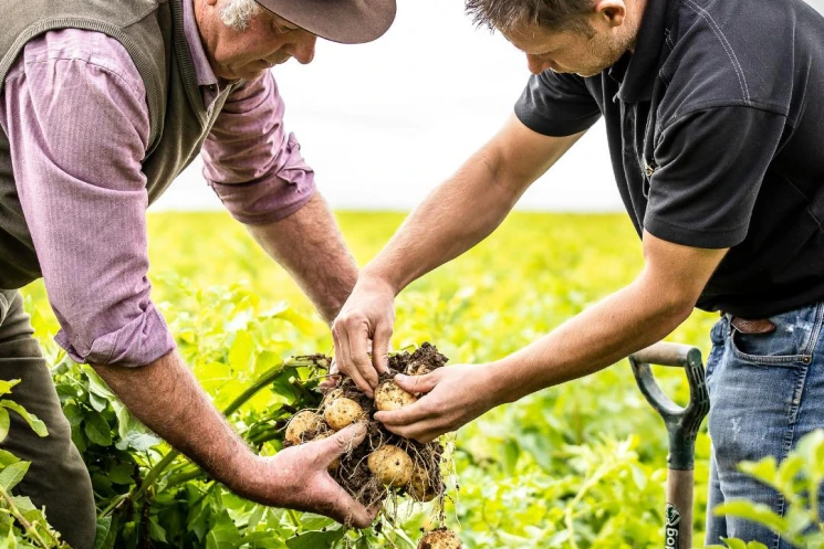 pull potato crop from fields