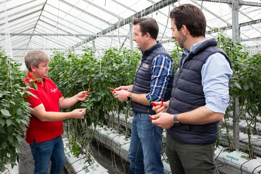 three men talking chilli plants