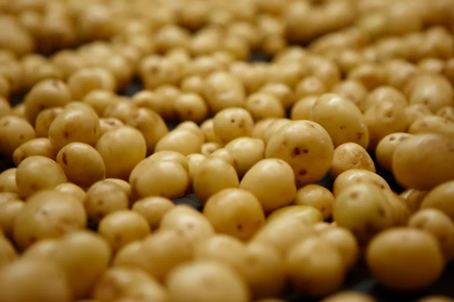 baby potatoes