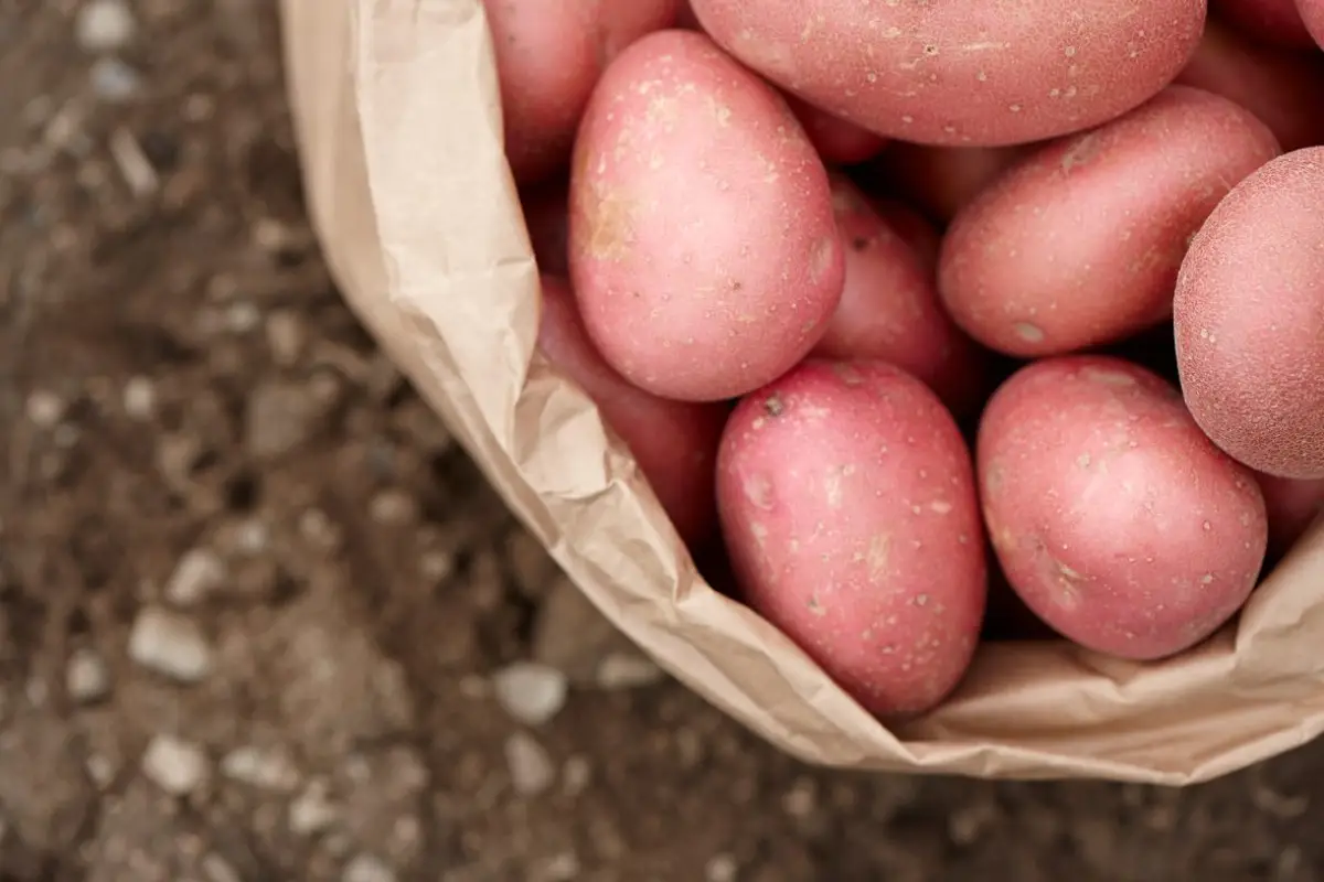 close up bag of=potatoes