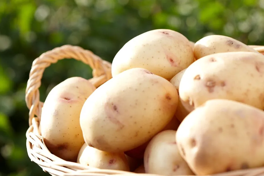 close up potatoes in basket sunny
