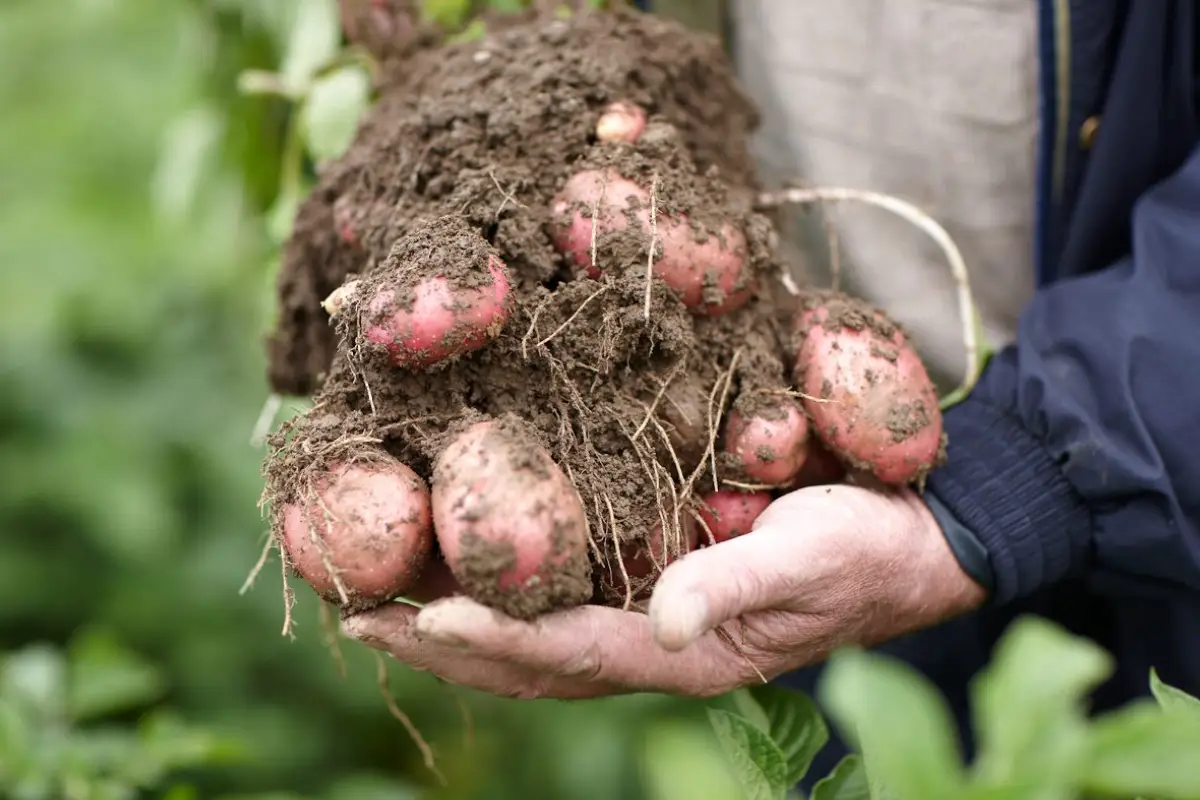 freshly dug potatoes