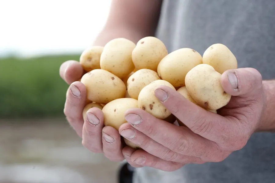 hands holding baby potatoes
