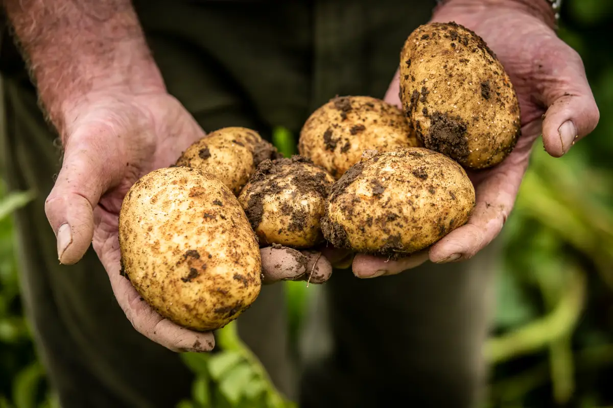 hands holding freshly dug potatoes