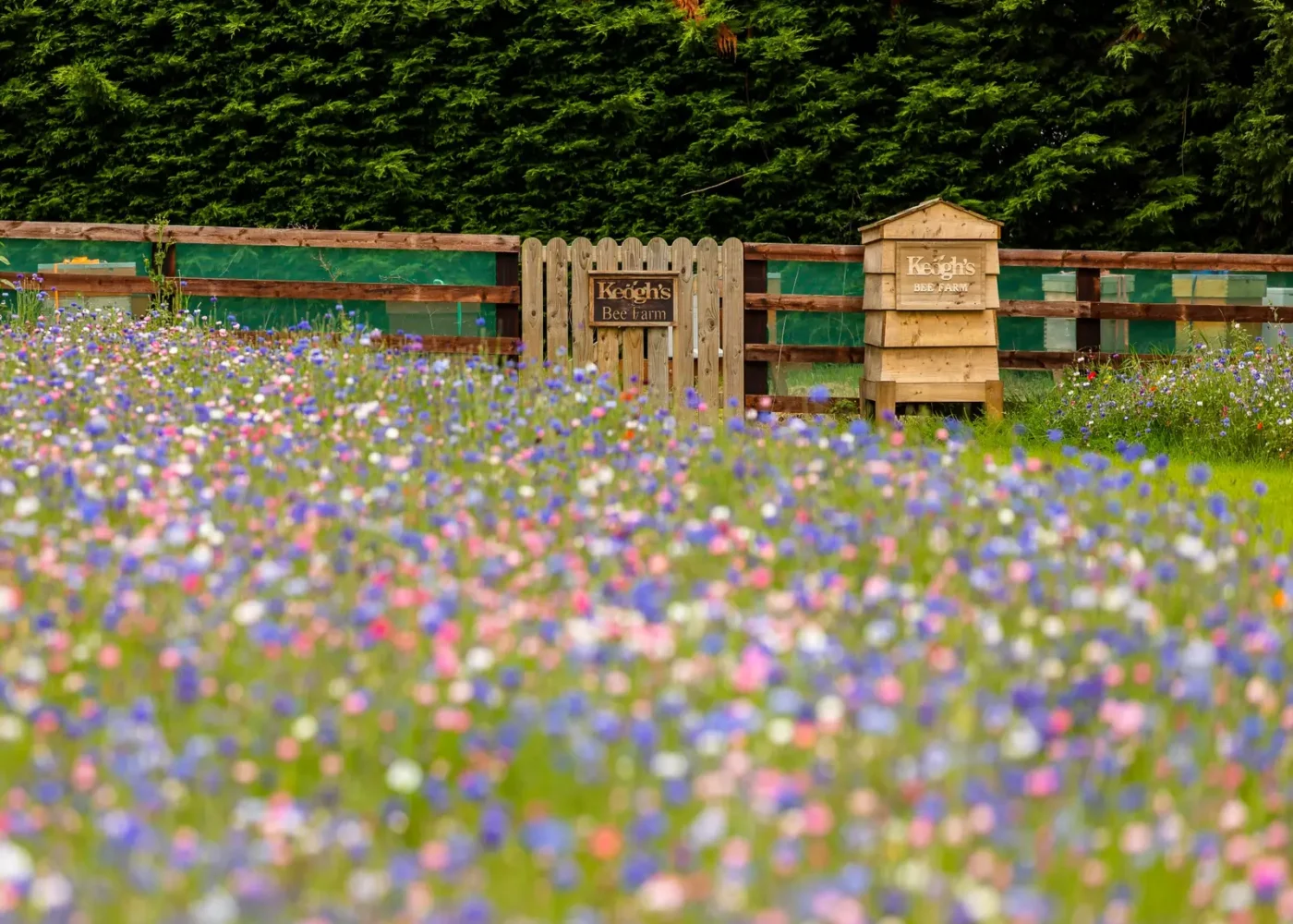 keoghs bee farm