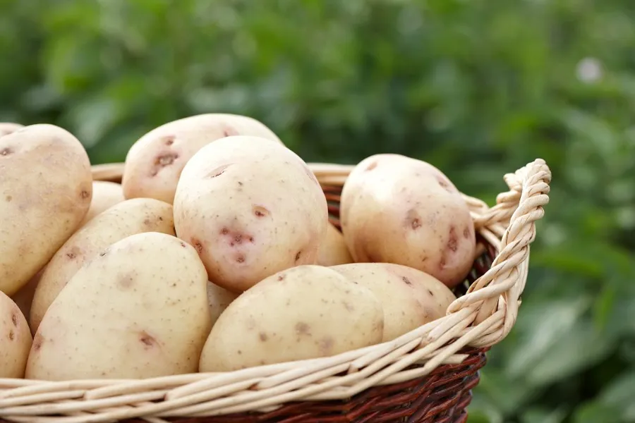 light potatoes in basket