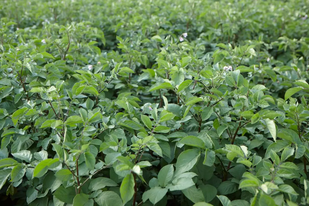 potato crops