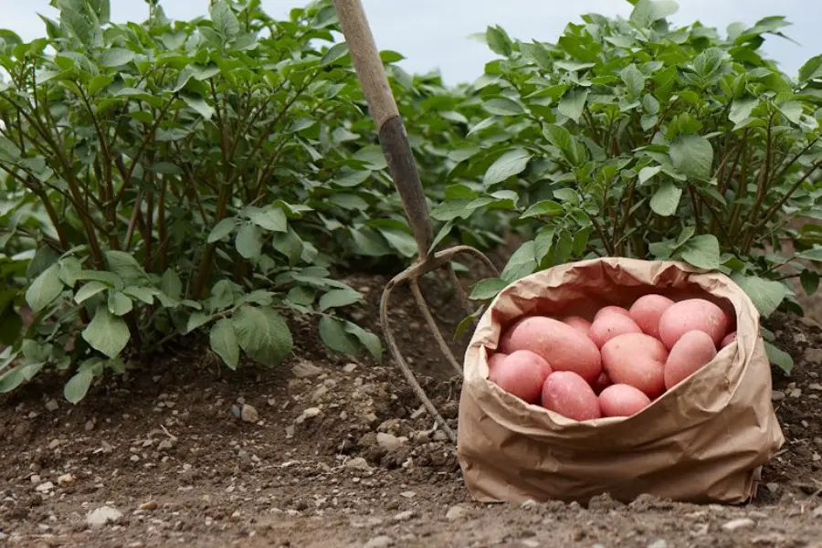 potatoe sack in field