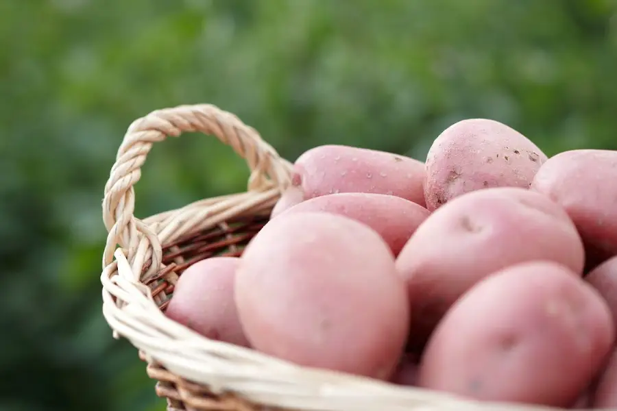 potatoes in basket