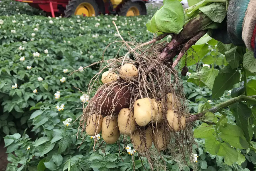 potatoes roots