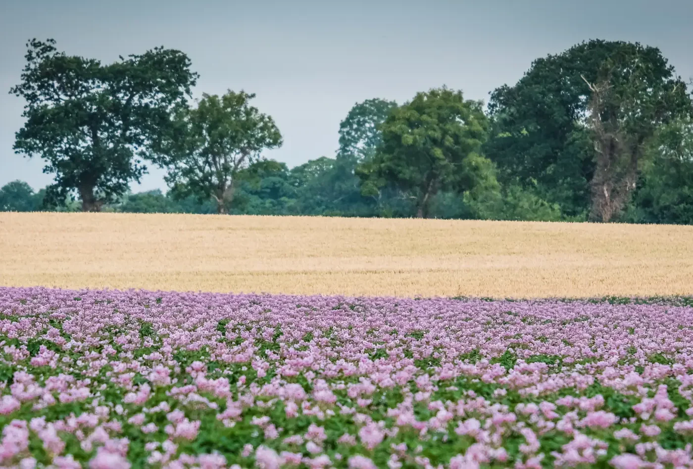 landscape pink flowers trees