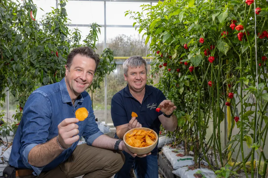 tom with man near chilli crop green house taylors
