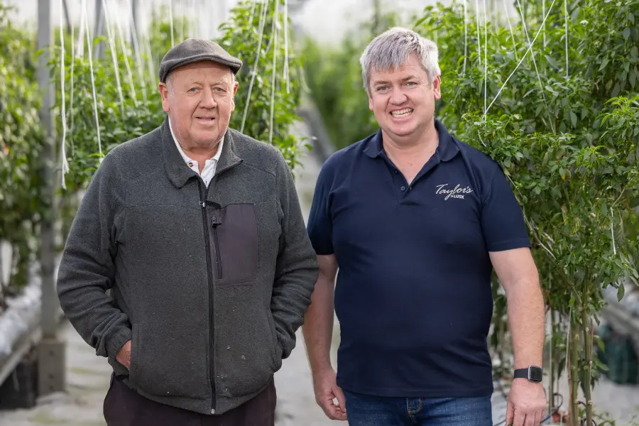 two men in greenhouse with chilli crop taylors
