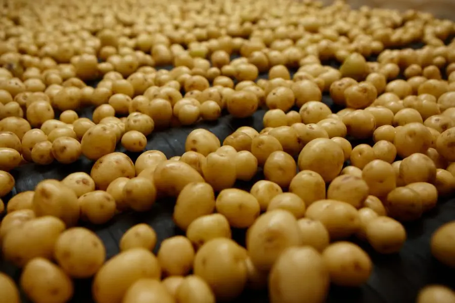 Freshly washed potatoes