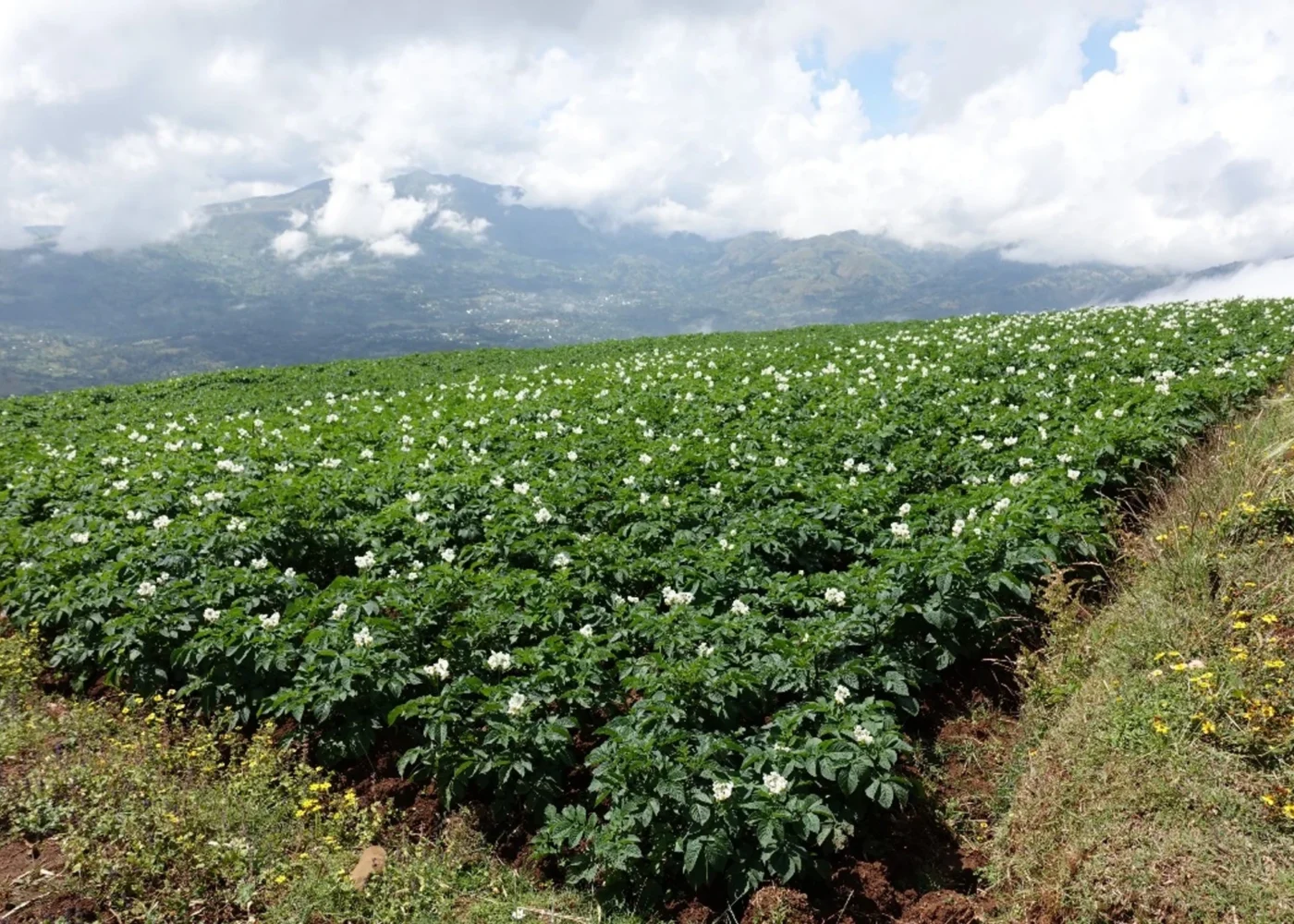 Ethiopia Farm